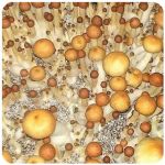 Псилоцибиновые (галлюциногенные)  грибы Psilocybin "Golden Teacher" в Заводоуковске