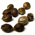 Семена марихуаны АК-47  (Seeds AK-47) в Заводоуковске